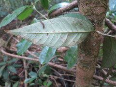 Ardisia staudtii