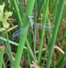 Lestes uncifer