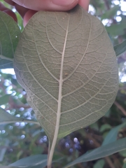 Iochroma cyaneum