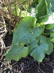 Zantedeschia