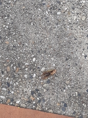 Tenodera australasiae