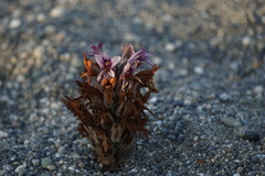 Aphyllon californicum