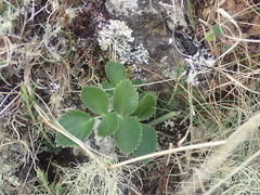 Gingidia montana