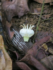 Anthocleista microphylla