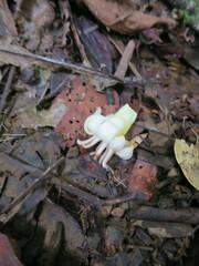 Anthocleista microphylla