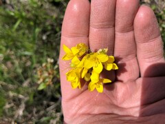 Physaria engelmannii