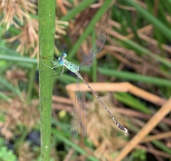 Lestes uncifer