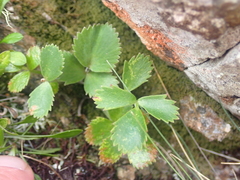 Gingidia montana