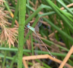 Lestes uncifer