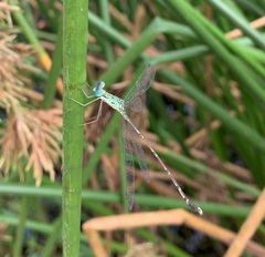 Lestes uncifer