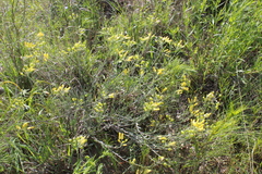 Physaria engelmannii