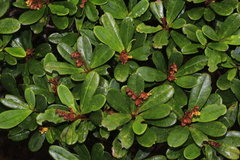 Hibbertia emarginata