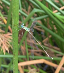 Lestes uncifer