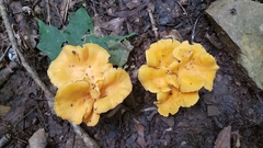 Cantharellus flavolateritius