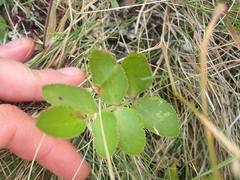 Gingidia montana