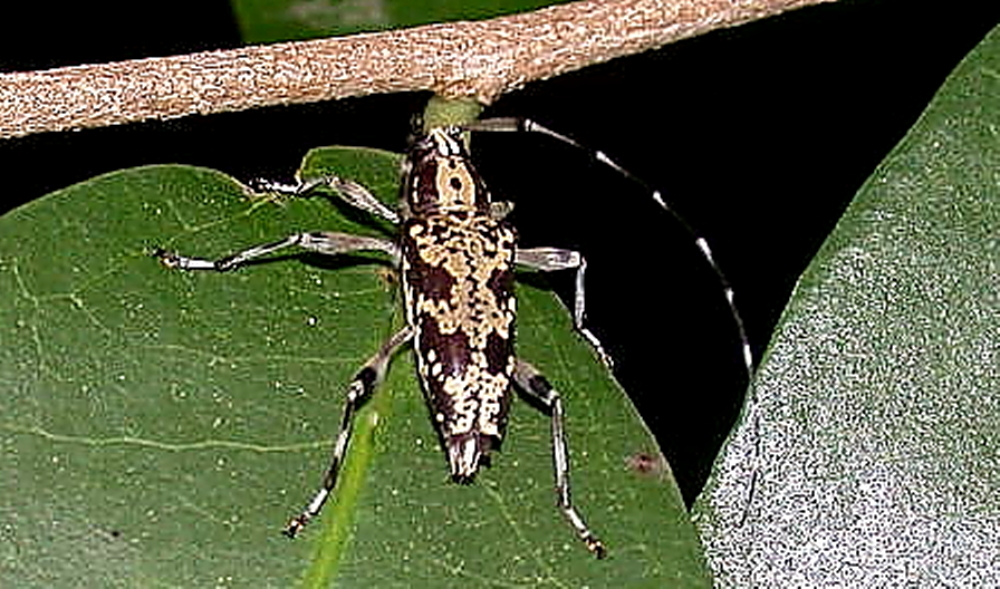 Colobothea ramosa