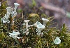 Cladonia grayi