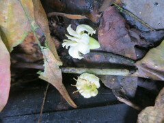 Anthocleista microphylla