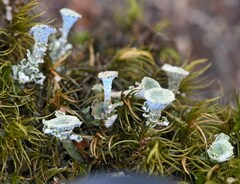 Cladonia grayi