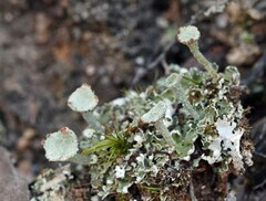 Cladonia grayi