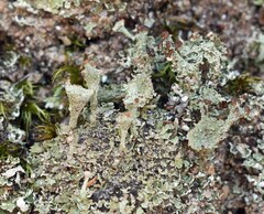 Cladonia grayi