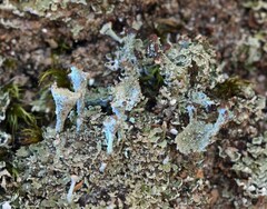 Cladonia grayi