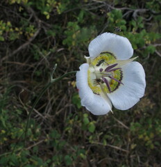 Calochortus gunnisonii