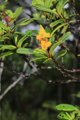 Hibbertia emarginata