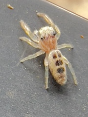 Hentzia mitrata