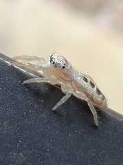 Hentzia mitrata