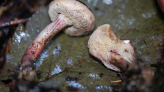 Xerocomellus atropurpureus