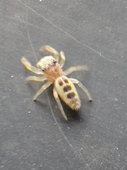 Hentzia mitrata