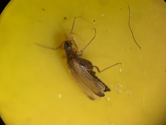 Thylodrias contractus