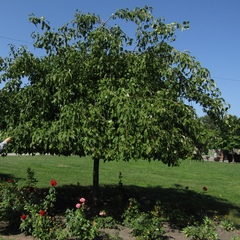 Fraxinus excelsior