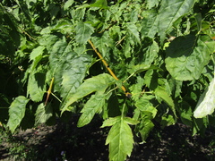 Fraxinus excelsior