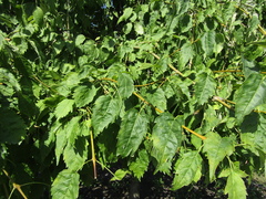 Fraxinus excelsior