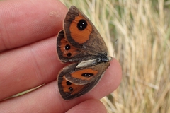 Argyrophenga antipodum