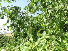 Fraxinus excelsior
