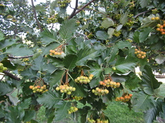 Scandosorbus intermedia