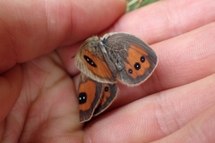 Argyrophenga antipodum