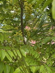 Phyllanthus acidus