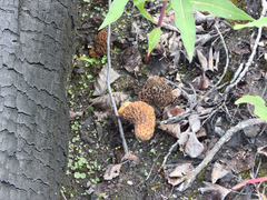 Morchellaceae
