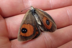 Argyrophenga antipodum