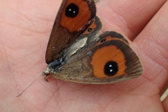 Argyrophenga antipodum