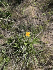 Talinum aurantiacum