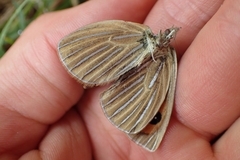 Argyrophenga antipodum