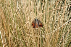 Argyrophenga antipodum