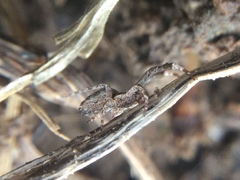 Uloborus glomosus