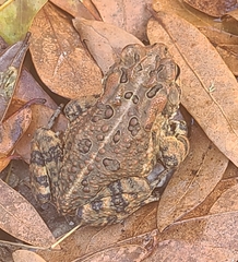 Anaxyrus terrestris