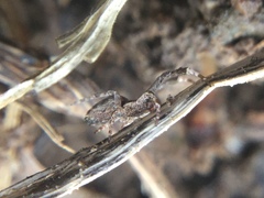 Uloborus glomosus